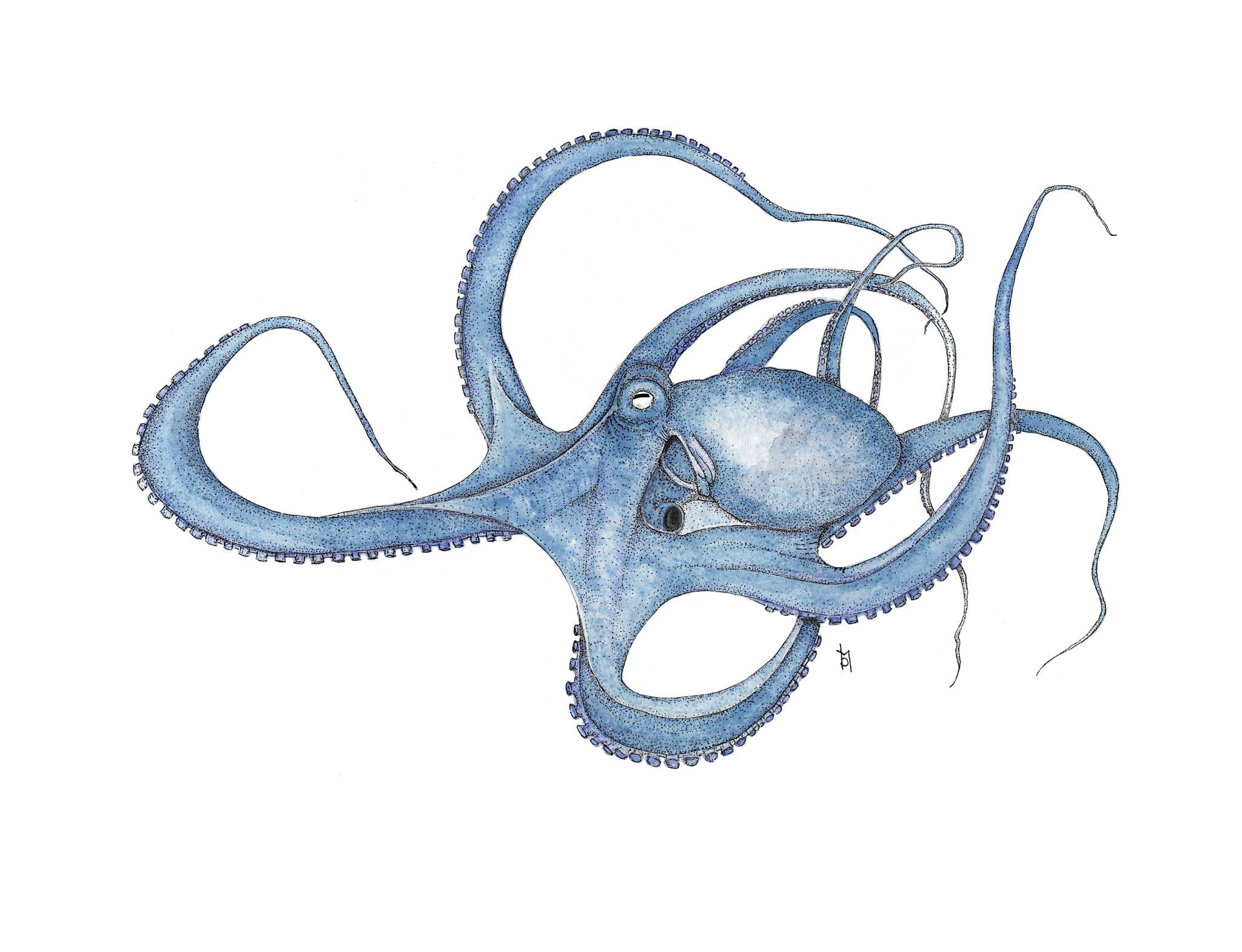 B McLaughlin-Nautilus