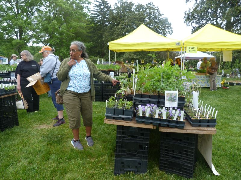 Customer browsing native plants for sale.