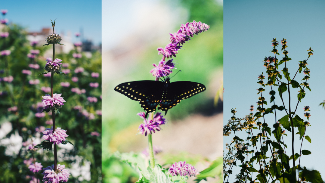 A three-panel banner featuring close-up photos of pollinator-friendly flowers and butterflies. The center image shows a black butterfly resting on a purple flower, while the side images highlight blooming pink flowers and tall flowering plants against a bright blue sky.